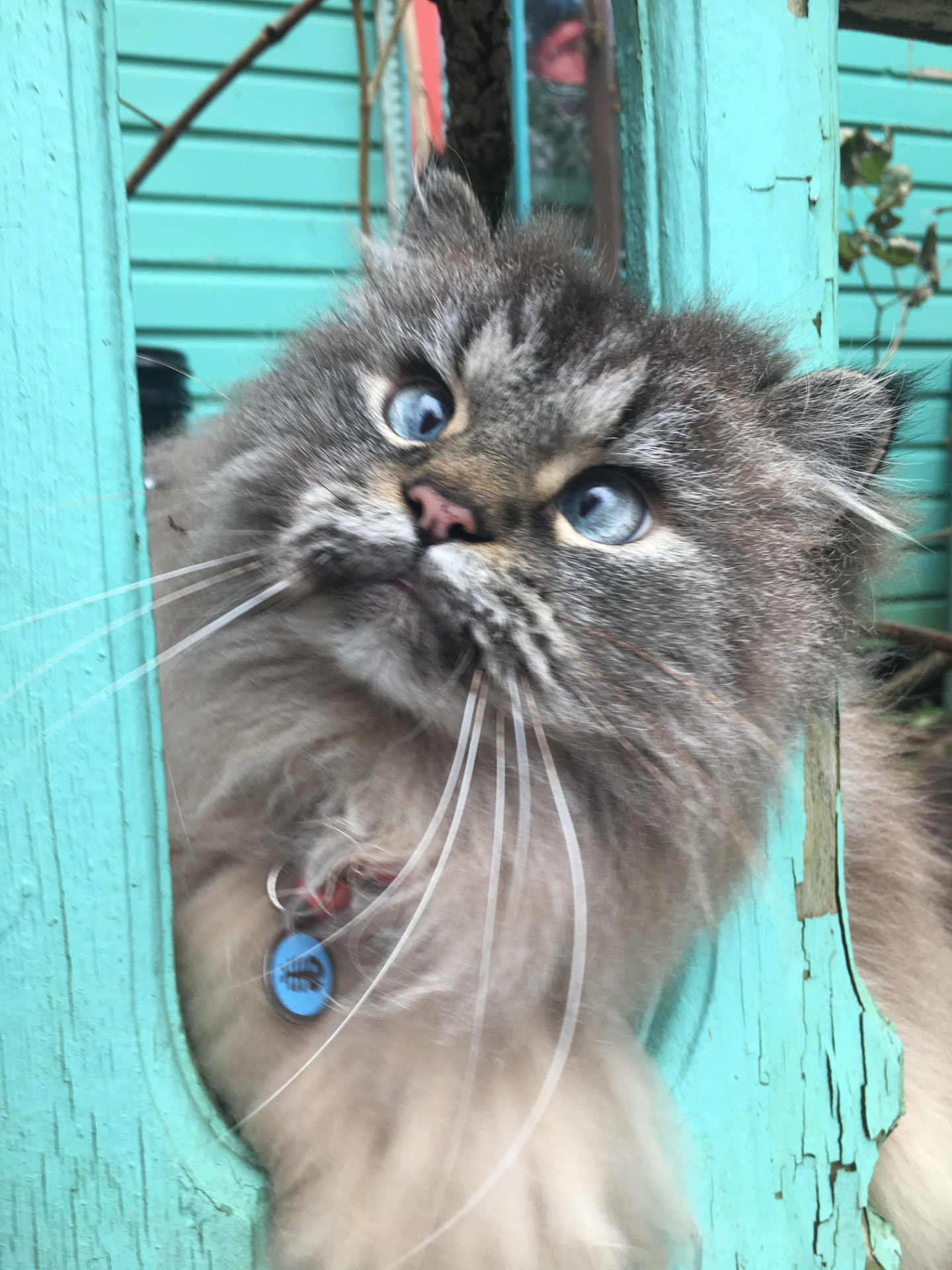 MaxiCat the Adventurer