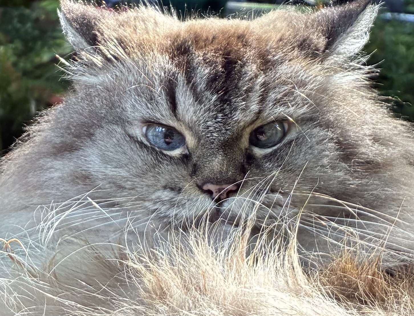The real MaxiCat, a very fluffy grey and cream cat with blue eyes, looking straight at the camera